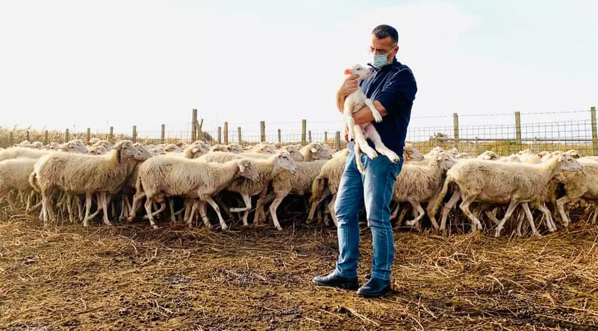 Un primar din Italia s-a dus pe câmp cu oile, ca să-i țină loc ciobanului bolnav de COVID-19