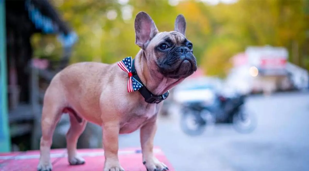 Un cățel din rasa bulldog francez, ales primar într-o localitate din SUA. ”Era atât de drăguț”