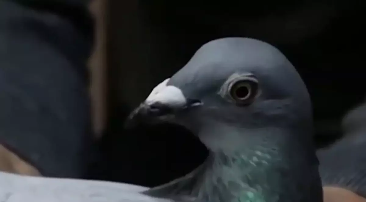 VIDEO | Record mondial: Un porumbel voiajor de viteză a fost vândut cu 1,6 milioane de euro