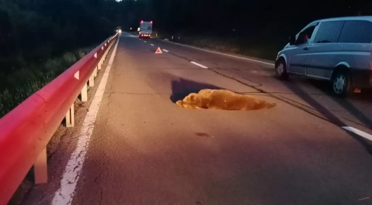 O ursoaică lovită de mașină, în Sibiu, a murit după trei ore de agonie