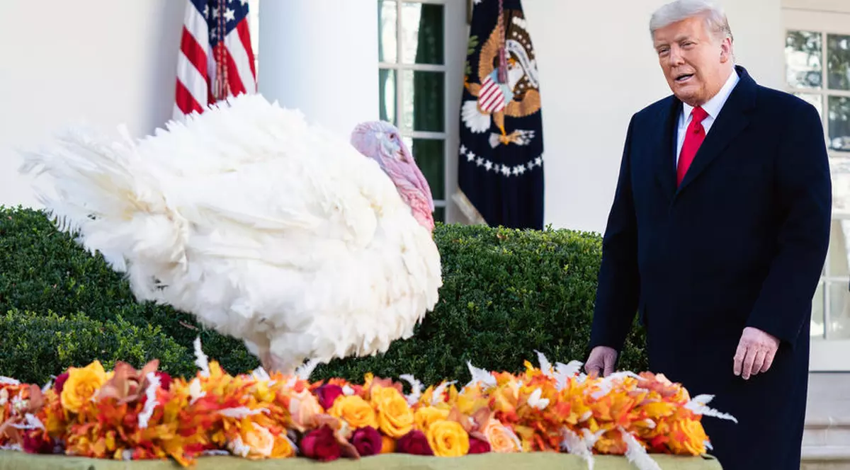 Donald Trump a graţiat un curcan de Ziua Recunoştinţei. Dintre Corn şi Cob, liderul de la Casa Albă l-a ales pe Corn