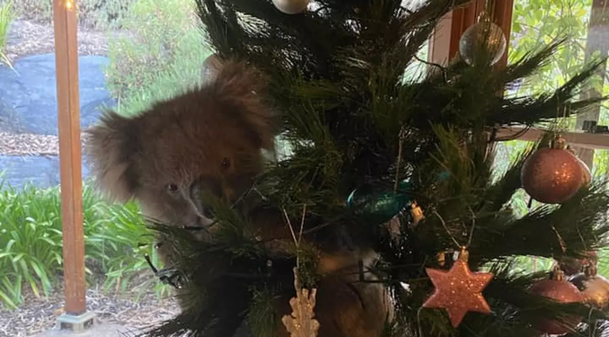 VIDEO | Doar în Australia ți se poate întâmpla. O familie a găsit un koala cuibărit în bradul lor de Crăciun