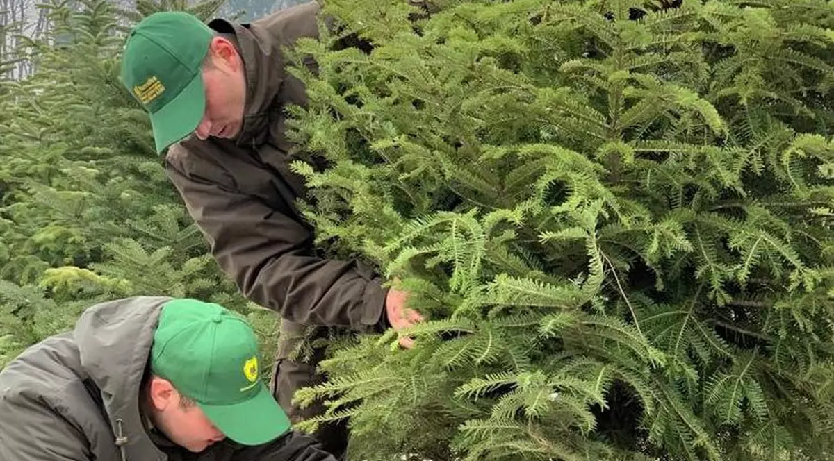 Romsilva a scos la vânzare 42.000 de brazi de Crăciun. Care sunt prețurile