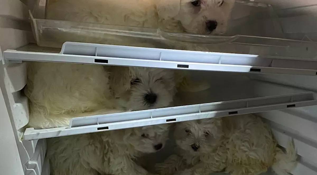Poliția germană a salvat mai mulți pui de Bichon maltez, ascunși într-un frigider de un traficant de câini