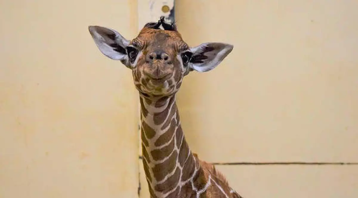 VIDEO | Un pui de girafă a fost botezat Margaret, în onoarea primei persoane vaccinate împotriva COVID-19 din Marea Britanie