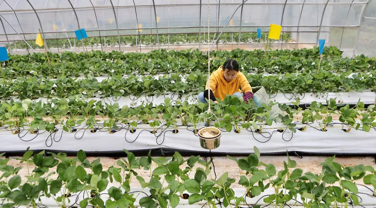 Tehnologia a bătut oamenii și în agricultură. „Fermierii cibernetici‟ au produs o cantitate de de trei ori mai mare de căpșune decât cei clasici. Fermier care îngrijește căpșunii