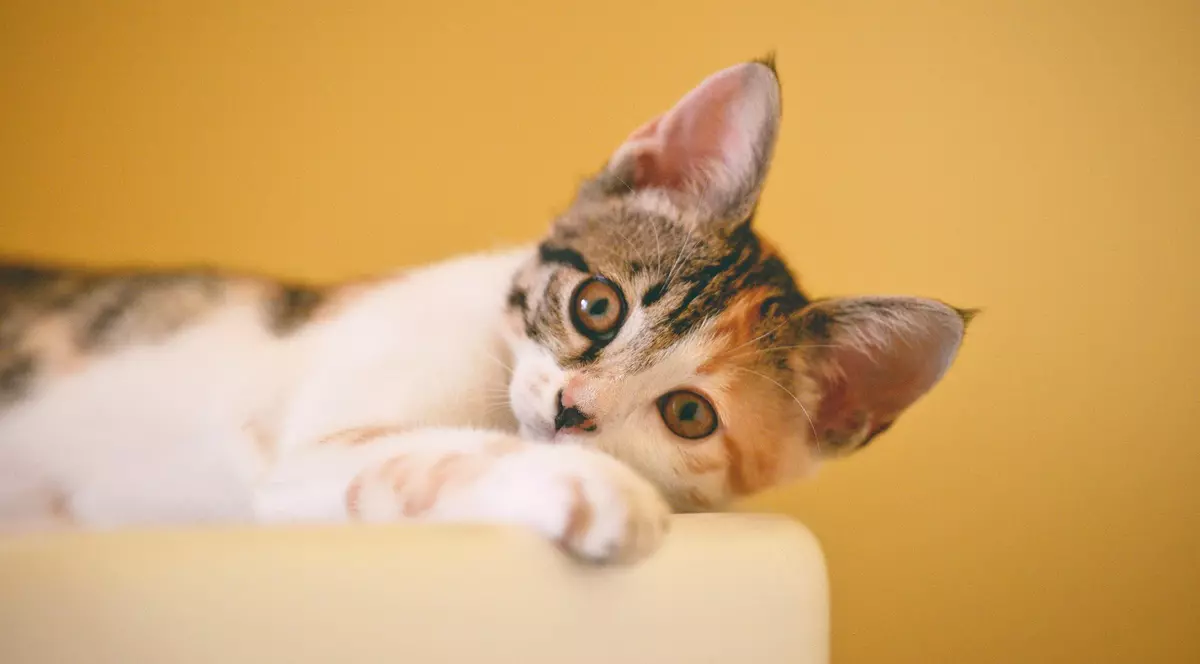 (Publicitate) Ce trebuie să știi dacă vrei să crești pentru prima dată o pisică?