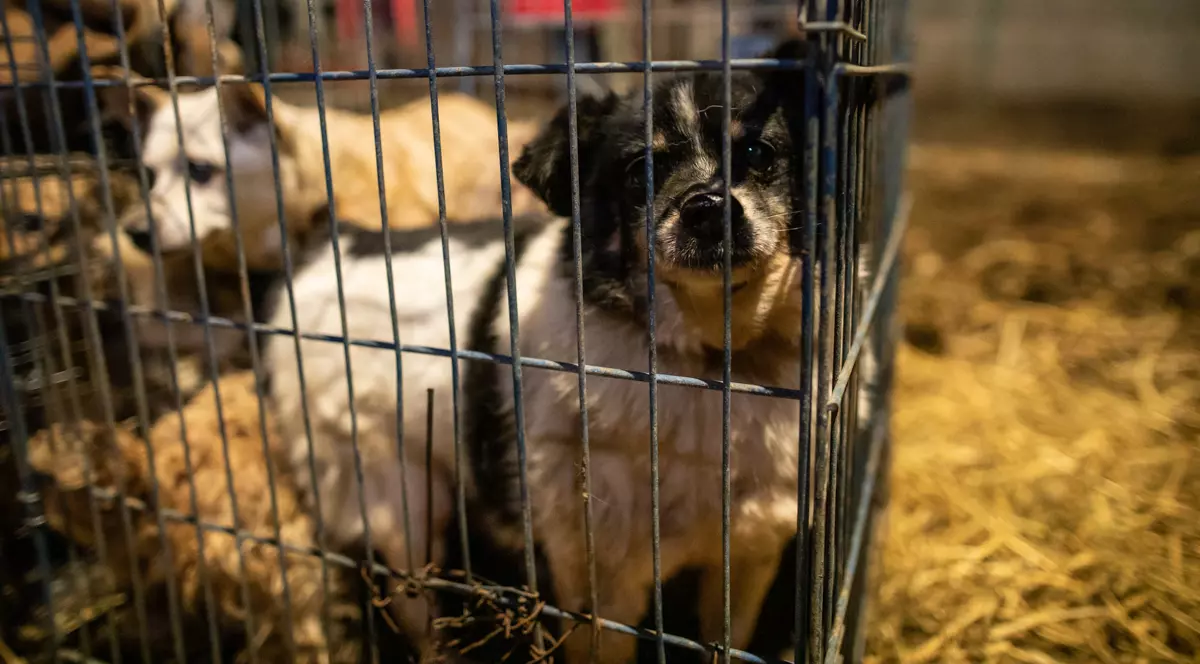 Câinii sunt prea obosiţi să mai latre