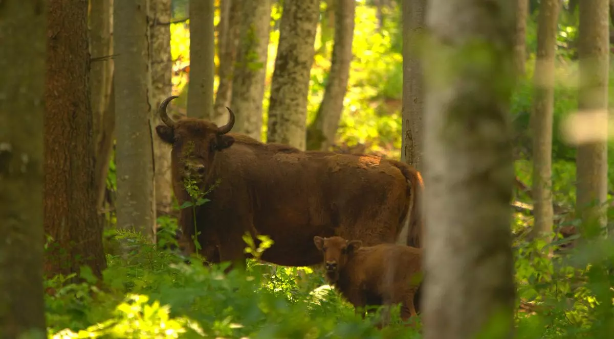 Foto Daniel Mîrlea / Rewilding Europe
