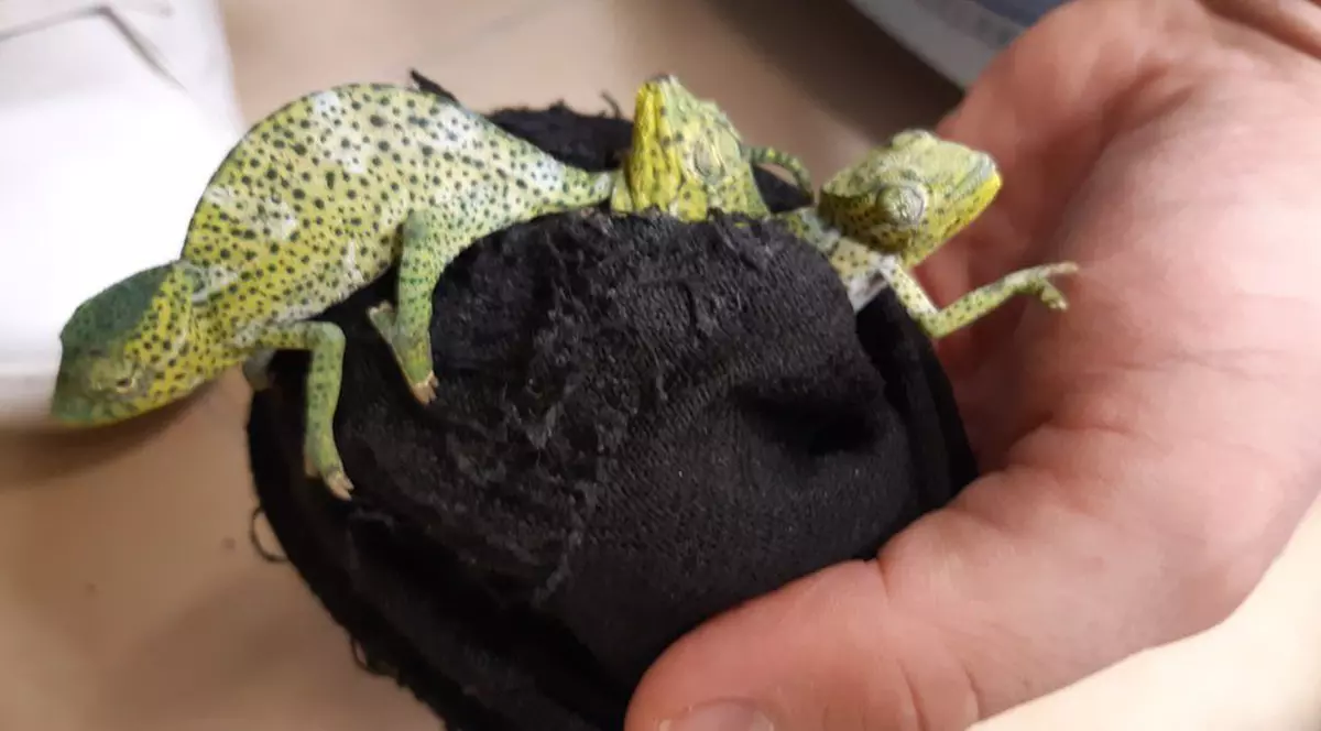 Zeci de cameleoni, găsiți ascunși într-un bagaj pe aeroportul din Viena. Cu cât se puteau vinde reptilele pe piața neagră