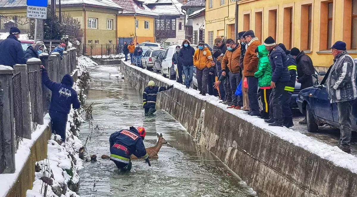 VIDEO | O căprioară blocată într-un sloi de gheață și un câine căzut în Târnava Mare, salvați de pompierii din Alba