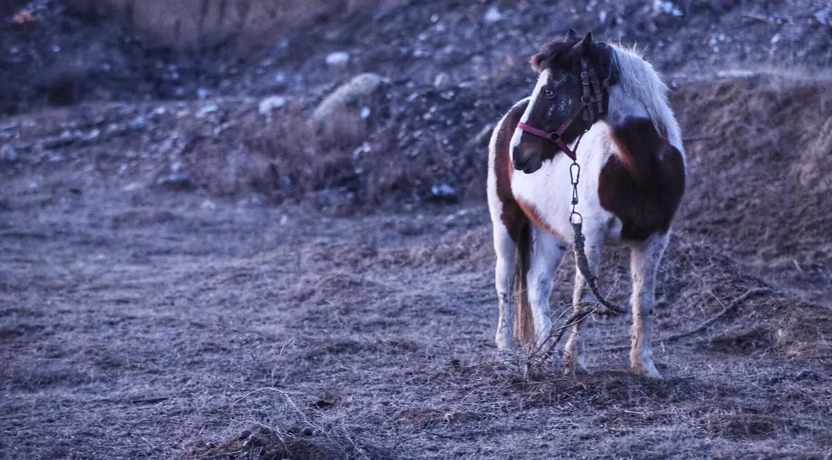 UPDATE | Peste 40 de cai maltratați, găsiți la Techirghiol. Animalele au fost bătute și abadonate în frig
