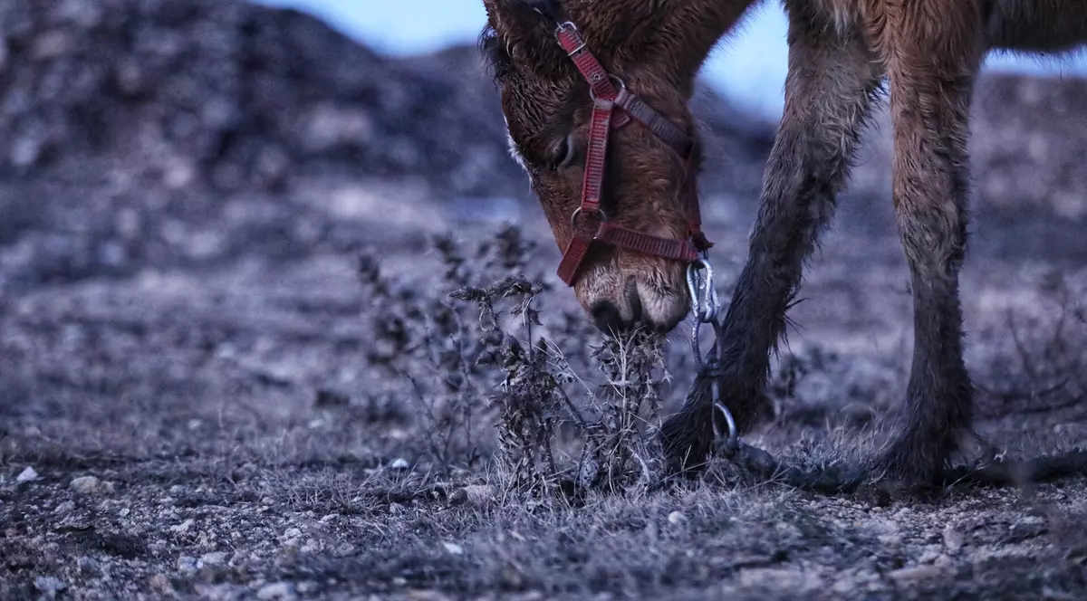 Reportaj la Techirghiol, pe plaiul cailor cu cununi de ciulini. ”Când caii mureau, îi dădea la câini!”