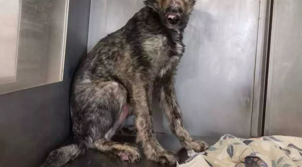 O cățelușă salvată dintr-un incendiu din Galați, adoptată de o familie din Spania. Cenușica fusese abandonată printre flăcări