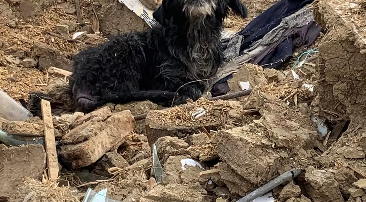 Un câine a continuat să păzească o casă chiar și la trei ani după ce stăpânii săi au murit