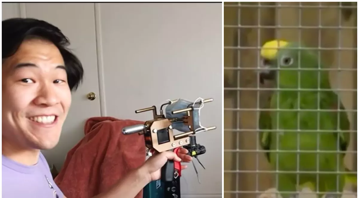 Clipurile virale din 2020, care ne-au făcut să mai uităm de COVID: de la pistolul cu măști la papagalul care cântă ca Beyonce