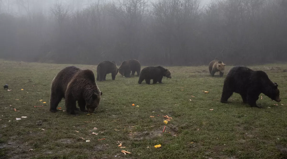 Urșii din sanctuarul Libearty din Zărnești au la dispoziție aproape 70 de hectare de pădure