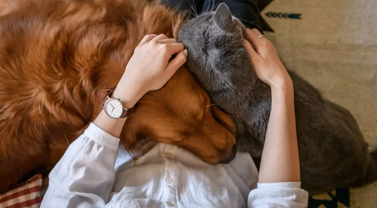 Pot animalele de companie să transmită COVID oamenilor? Președintele Colegiului Medicilor Veterinari, Viorel Andronie, în direct la Adriana Nedelea LA FIX