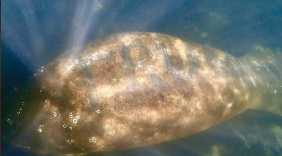 Anchetă în SUA, după ce o persoană a scrijelit pe un lamantin viu numele ”Trump”