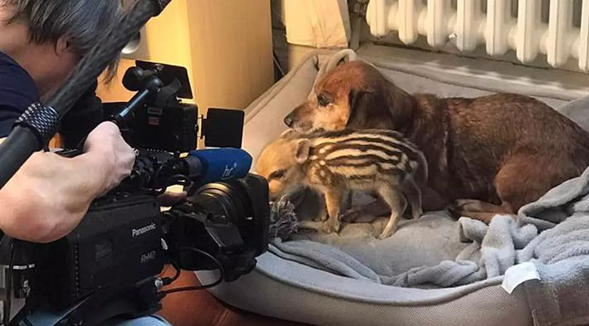 VIDEO | O cățelușă din rasa Teckel l-a adoptat pe Beethoven, un pui de mistreț rămas singur după ce s-a pierdut de mama lui