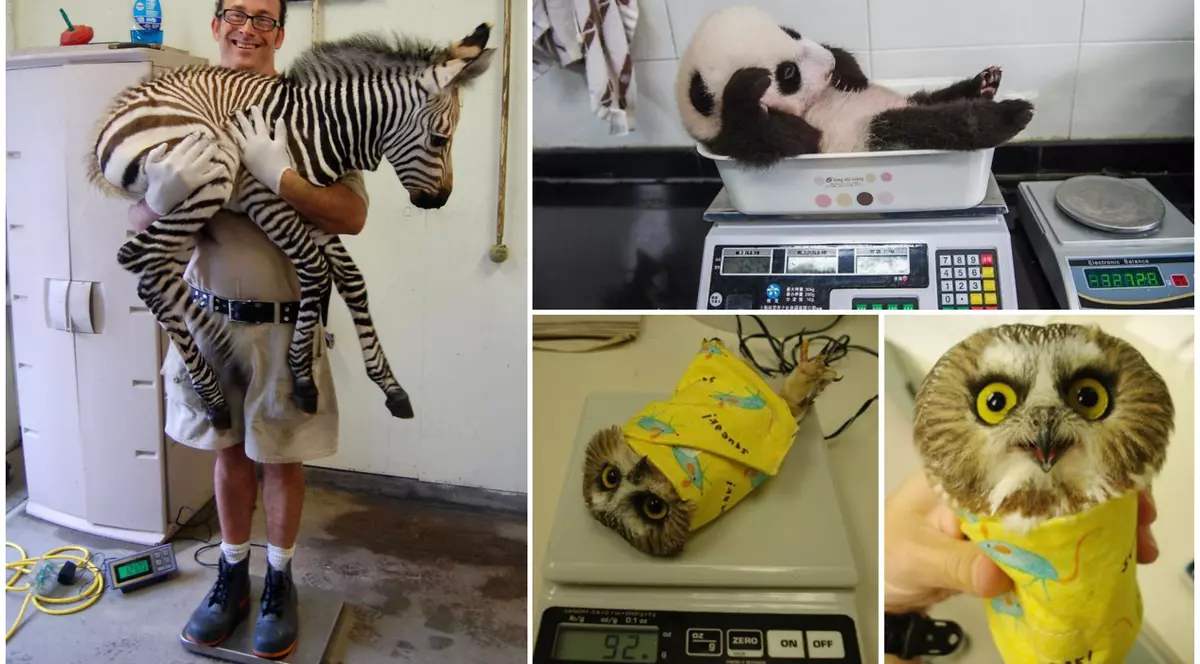 Trucurile folosite pentru a cântări animalele la centrele de îngrijire. Cum afli greutatea unui pui de zebră?
