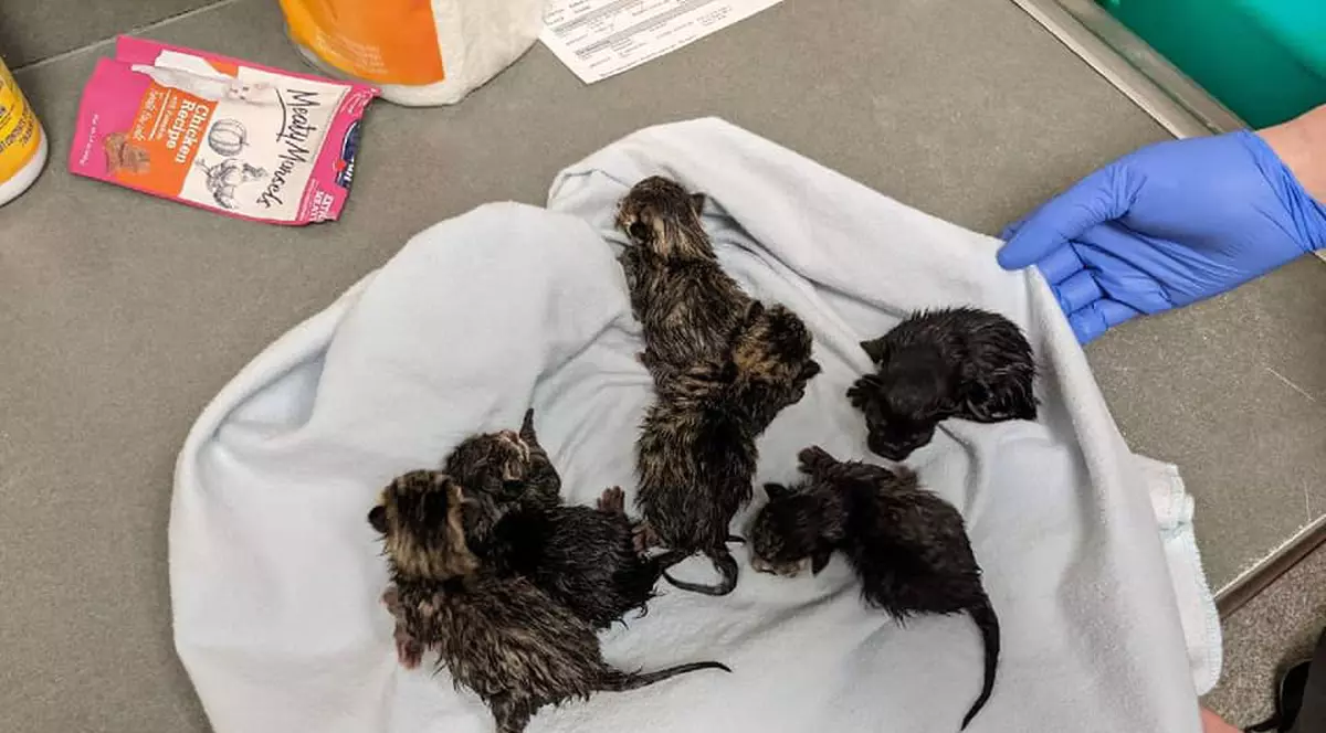 Desfășurare de forțe în Ohio, din cauza unei genți suspecte. „Bomba”: o pisică cu 6 pui adorabili!