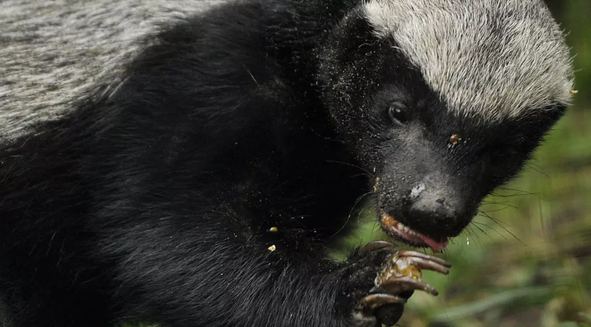 VIDEO | Un bursuc a fost scos cu jandarmii din pivnița unui teleormănean