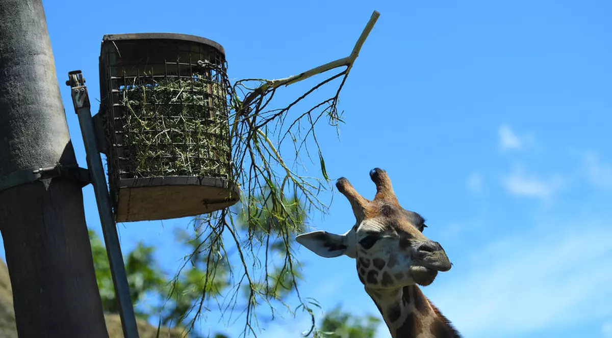 Mai multe girafe dintr-o specie rară au murit electrocutate în Kenya, după ce s-au agățat de liniile de înaltă tensiune