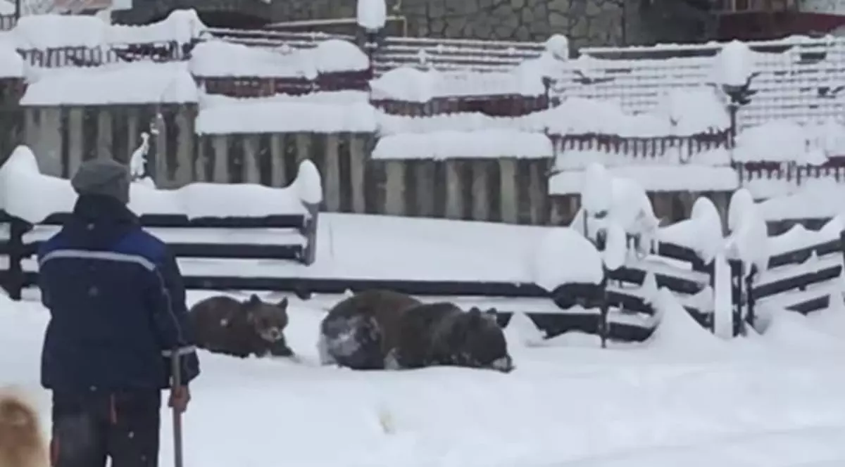 O ursoaică cu pui a intrat în mai multe gospodării din Azuga. Animalul, filmat recent când încerca să dărâme gardul unei curți