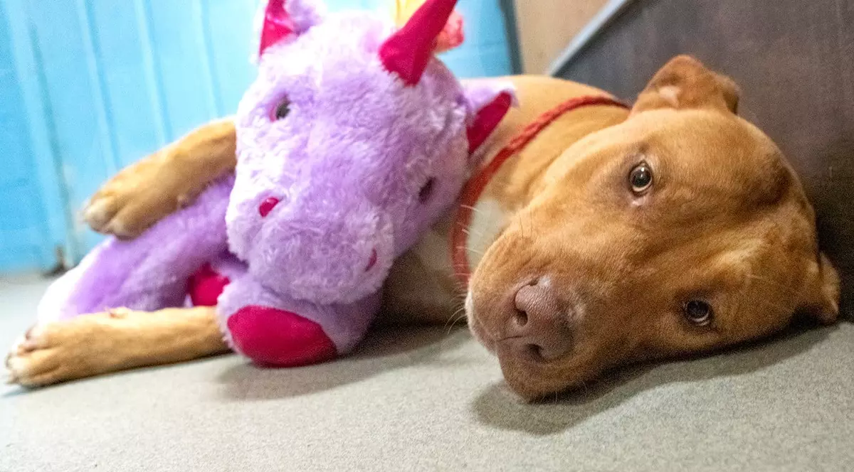 Duplin County Animal Services