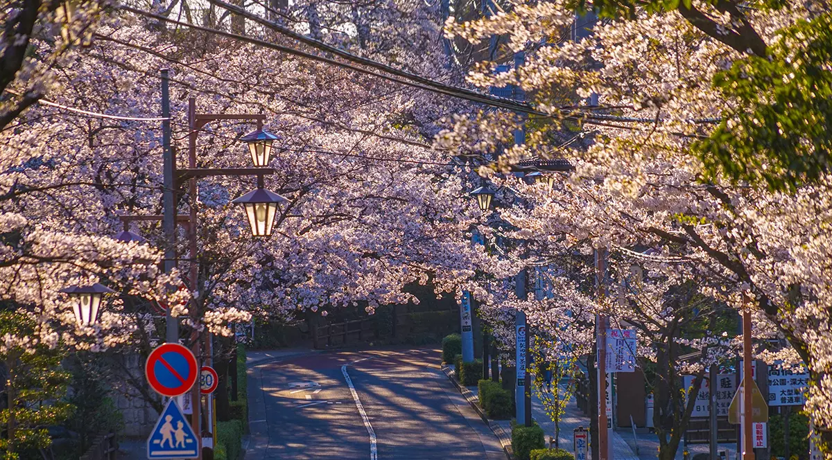Cireșii din Kyoto au înflorit mai devreme decât oricând în ultimii 1.200 de ani, un semn al încălzirii globale