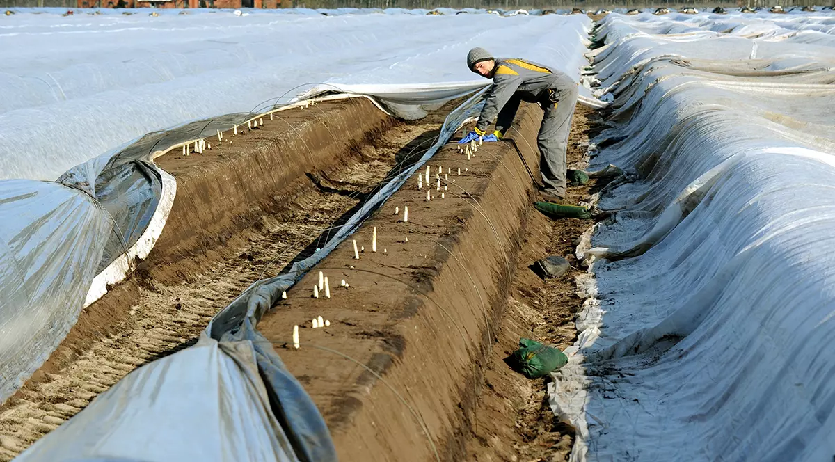 Cum îi așteaptă fermierii germani pe muncitorii români: „Avem nevoie de lucrători cu experiență și îi tratăm corespunzător, pentru că vrem să îi păstrăm”