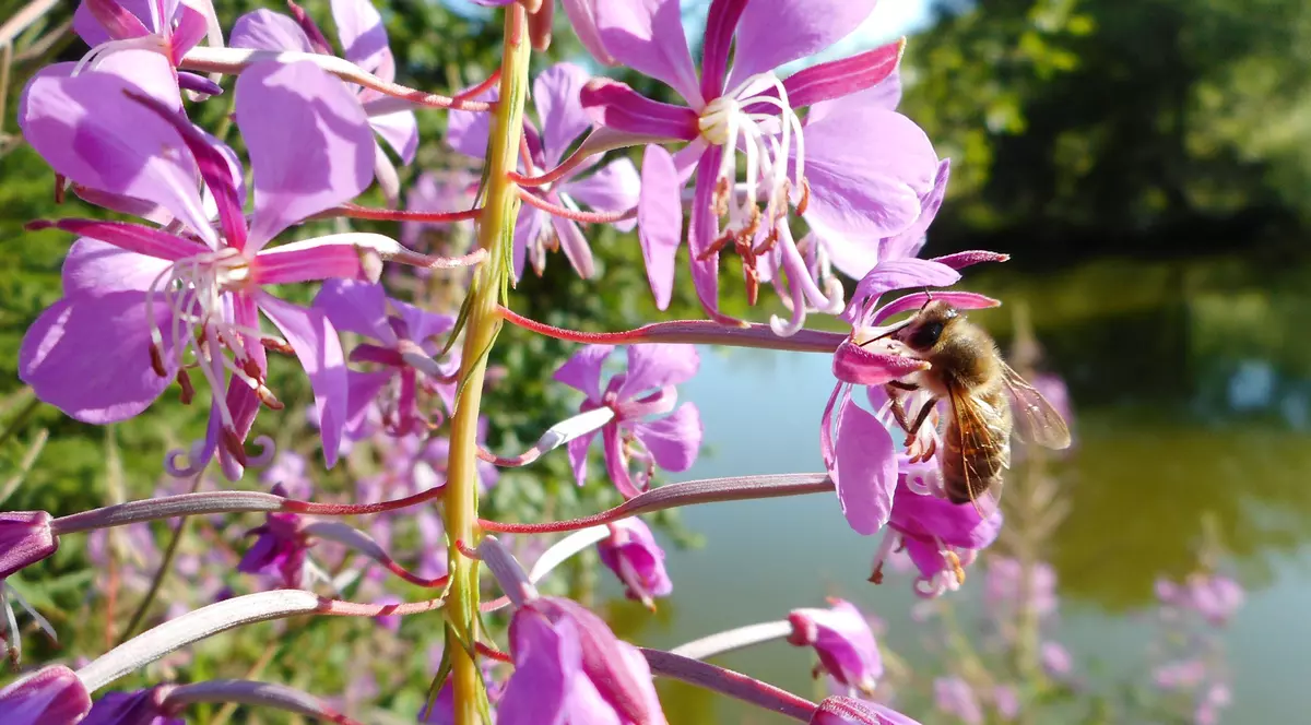 Studiu: Polenul din aer contribuie la creşterea ratei de infectare cu COVID-19