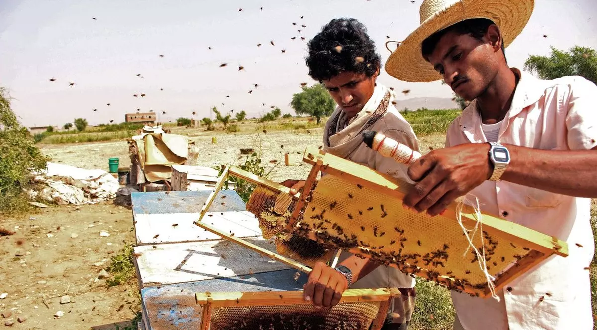Cu albinele, în mijlocul războiului. Tot mai mulți bărbați din Yemen înfruntă raidurile aeriene pentru a face mierea cea mai bună. „Chiar și rebelii se tem de albine”