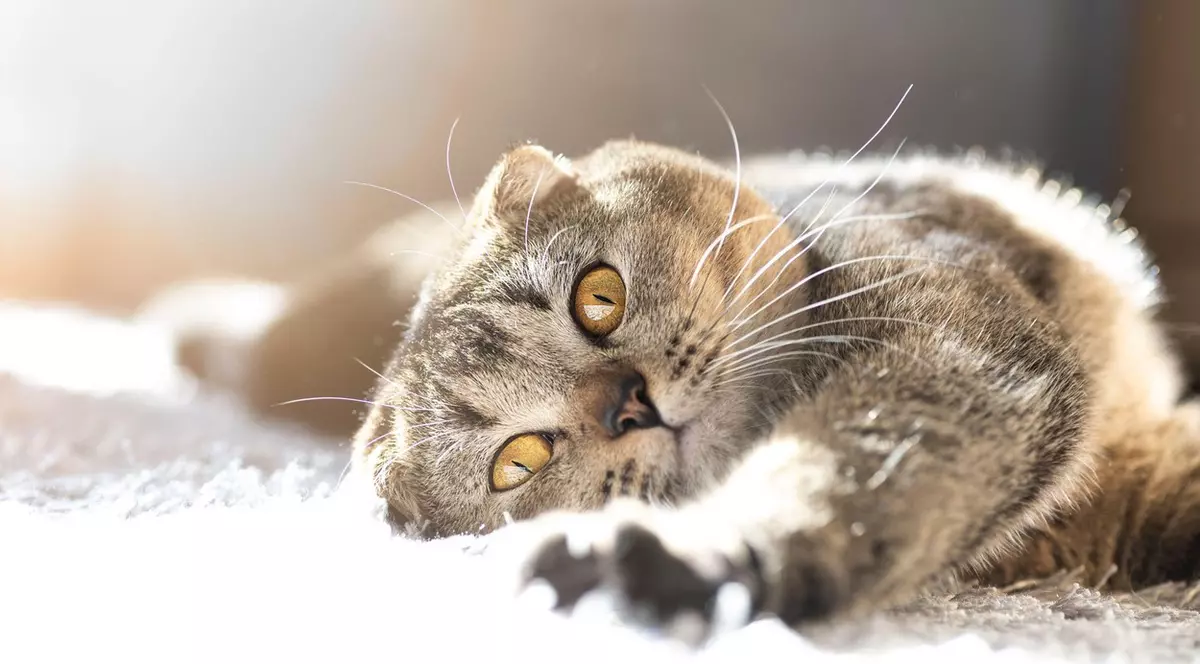 Noua tulpină britanică, depistată la o pisică din Italia. Este primul caz de acest fel