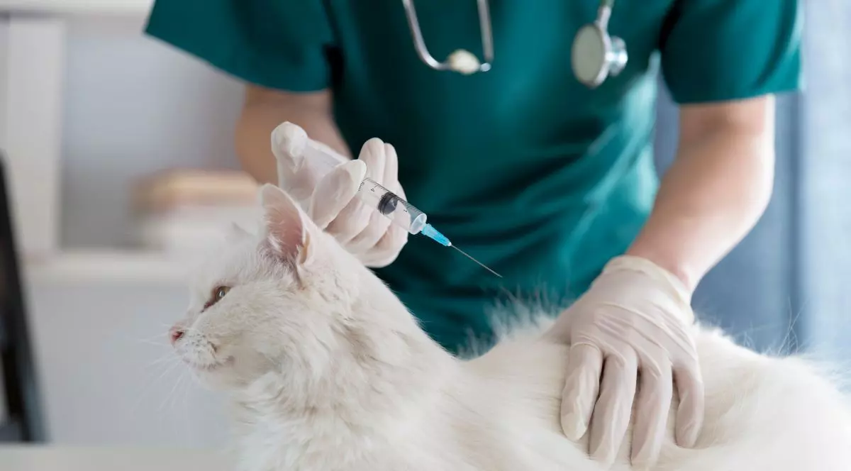 Rusia a omologat primul vaccin anti-COVID-19 din lume destinat animalelor