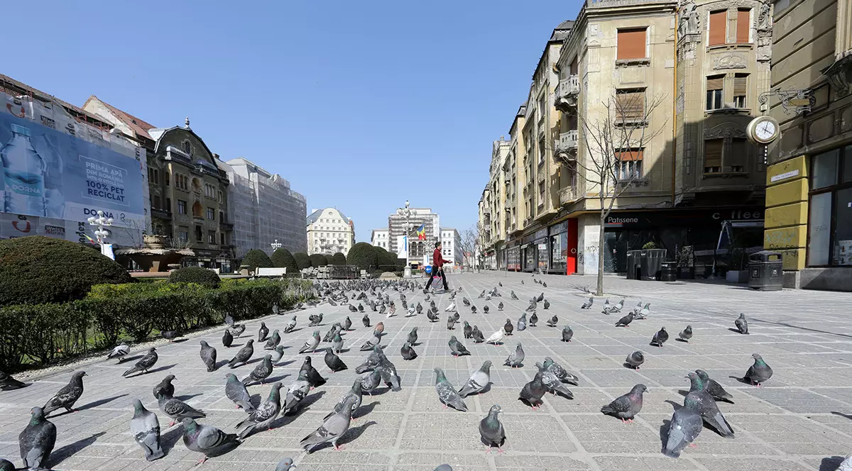 Consilierii USR-PLUS din Timișoara vor amendarea celor care hrănesc animale și păsări