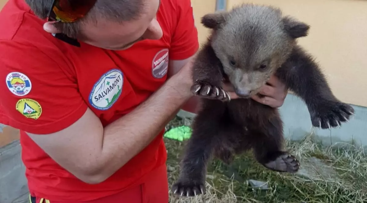Pui de urs de două luni, salvat de salvamontiștii din Harghita