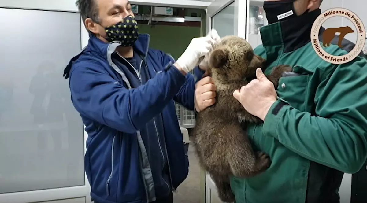 Doi pui de urs înfometați, găsiți lângă o casă din Sibiu. Au fost duși în sanctuarul din Zărnești