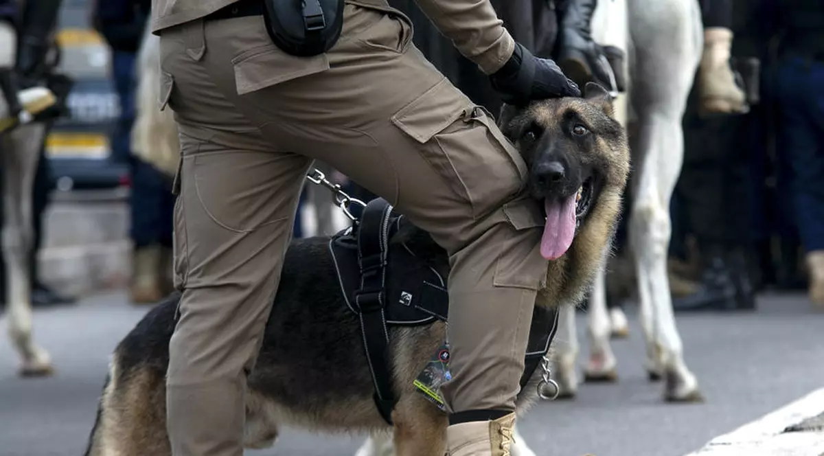 Un câine poliţist din SUA a găsit marijuana în valoare de 8 milioane de dolari