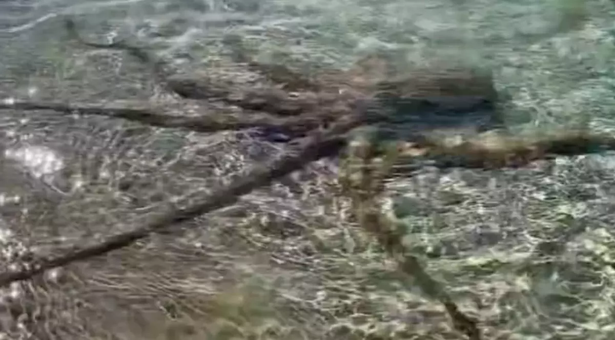 Un bărbat susține că a fost atacat de „cea mai furioasă caracatiţă” pe o plajă. Înregistrarea a devenit virală