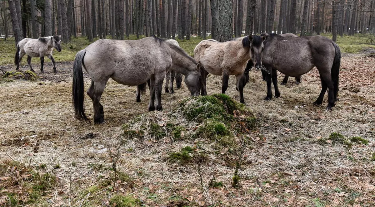 Un ieșean și-a dat vecinul în judecată după ce calul acestuia i-a agresat iapa. Ce a decis instanța