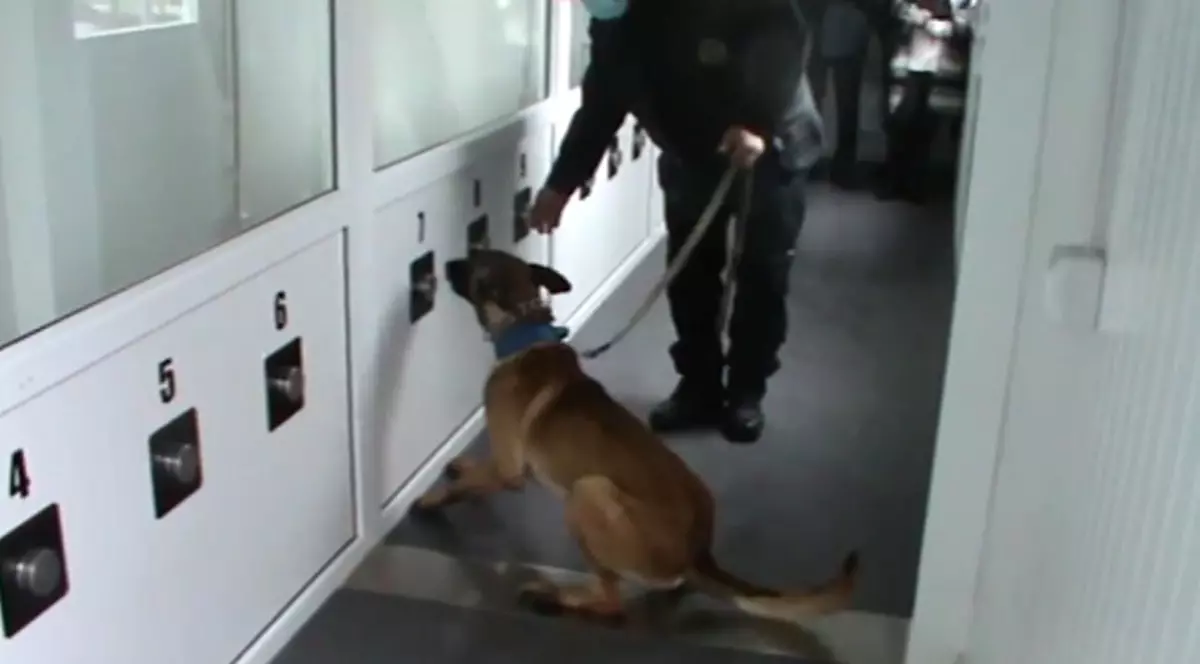Câini poliţişti, folosiţi pe aeroportul din Sibiu pentru depistarea persoanelor cu COVID-19