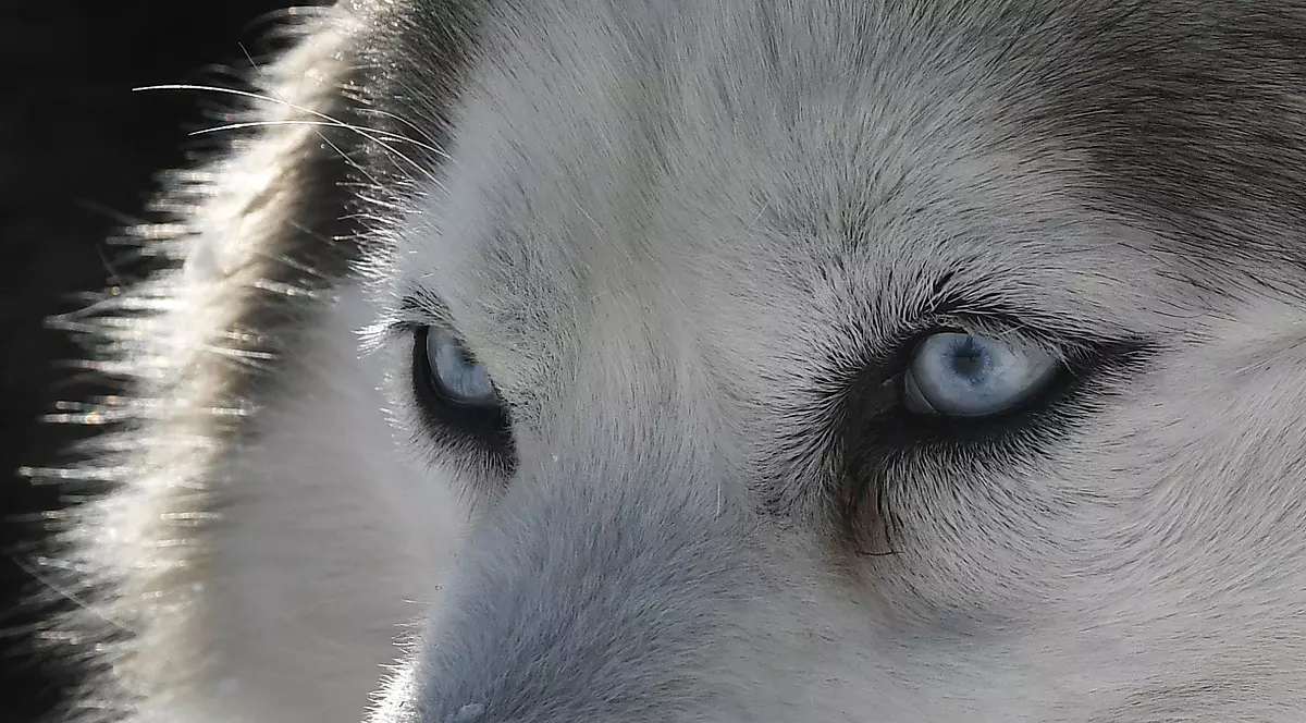 Husky