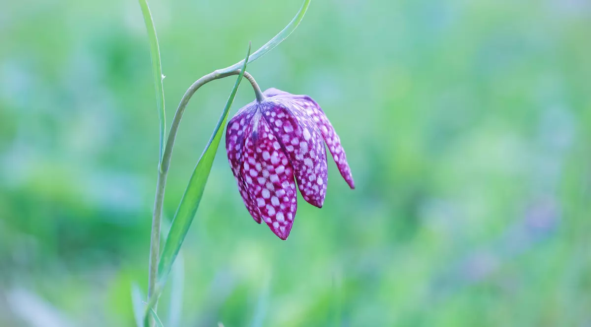 Laleaua pestriță - plantare și îngrijire. Cum poți cultiva una dintre cele mai rare flori