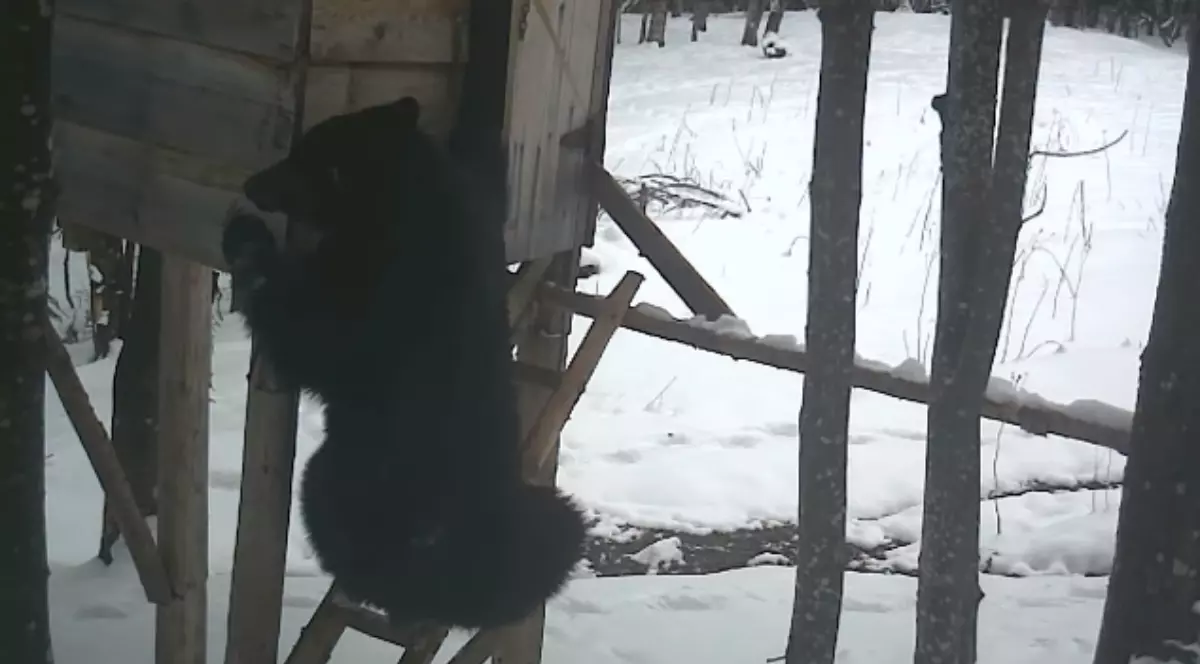 „Suntem în căutarea unui mic hoțoman care ne-a lăsat fără un sac de porumb”. Ce au observat pădurarii pe o cameră de filmat - VIDEO