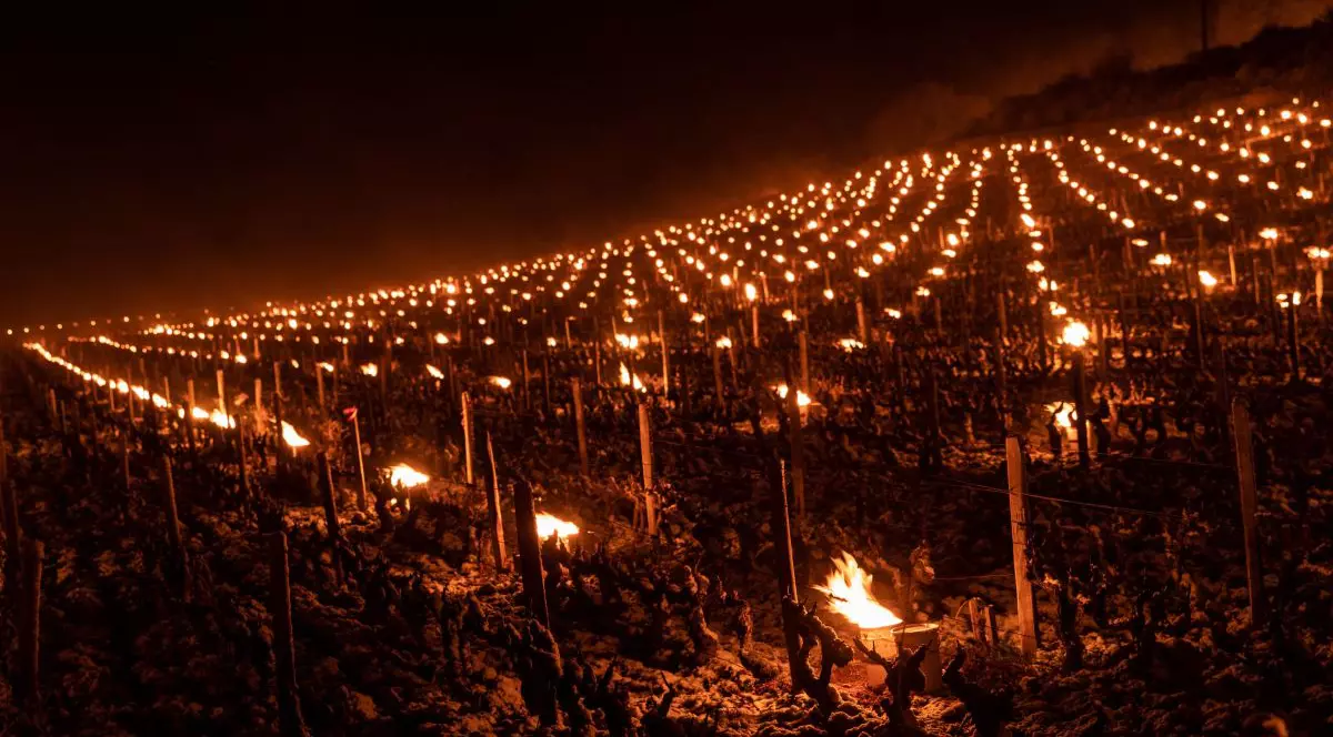 Bilanțul înghețului de aprilie în Franța: o treime din producția de vin, pierdută. „O catastrofă agricolă”