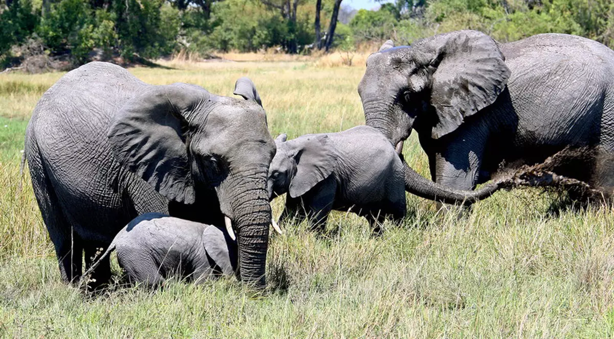 Vânătoarea de elefanți, reluată în Botswana: ”Avem deja clienți pe teren”