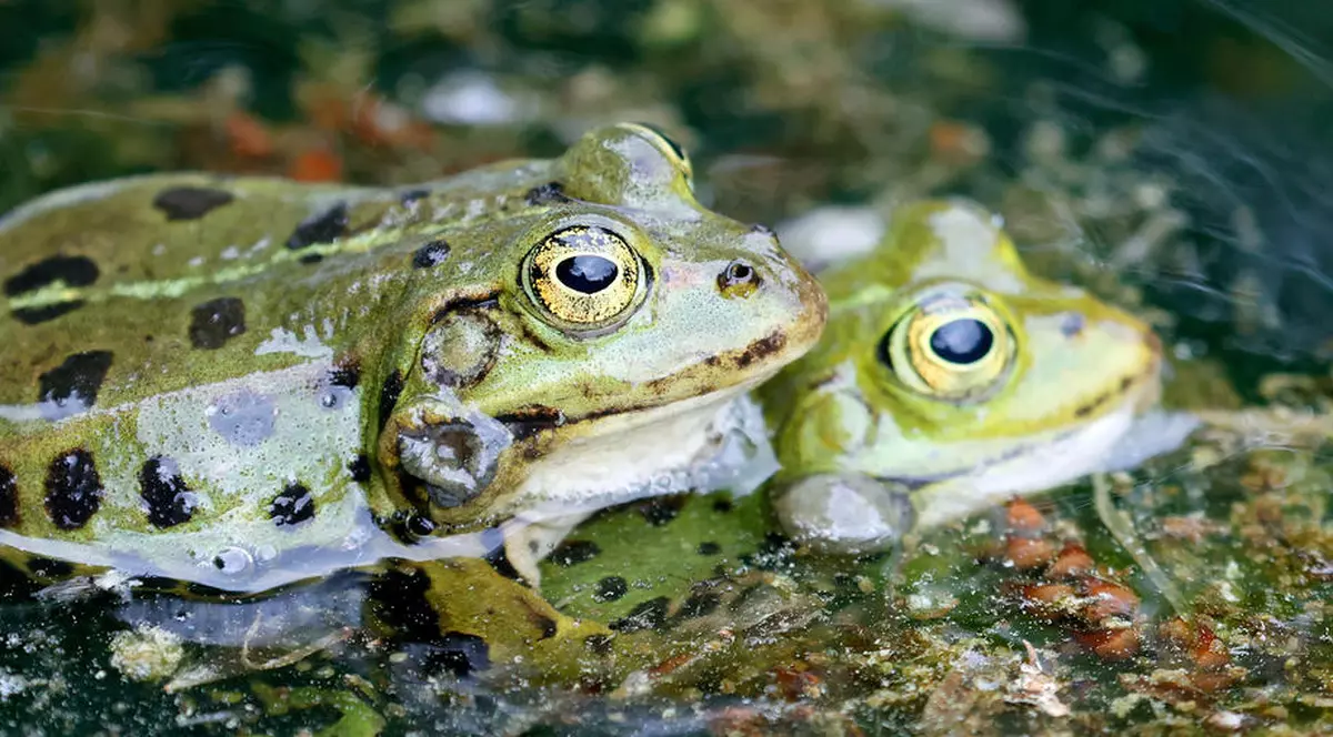 Un drum aglomerat din Estonia, închis în aprilie, pentru ca broaştele să-l traverseze spre zonele de reproducere