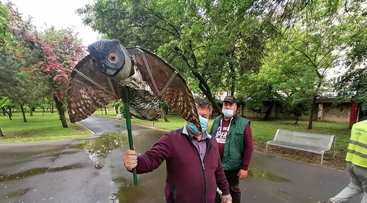 Bufniţe false agăţate în copaci, metoda găsită de Primăria Arad pentru a scăpa de ciorile din oraș